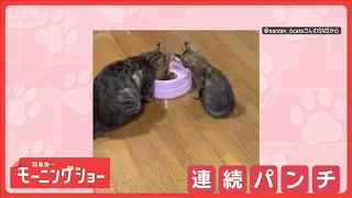 親ネコの頭に連続パンチ！　でもパパは…気にせずモグモグ　ごはんがほしいのかな？【羽鳥慎一モーニングショー】(2026年8月6日)