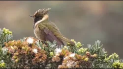 EL COLIBRÍ MÁS BELLO DEL MUNDO ES COLOMBIANO - Noticias en 120 segundos