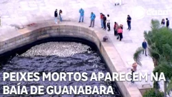Many dead fish appear in Guanabara Bay