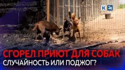 Приют для животных сгорел на Кубани