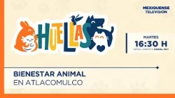 Bienestar animal en Atlacomulco | Huellas | 10-02-26 Bienestar animal en Atlacomulco | Huellas | 10-02-26