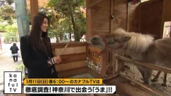 カナフルTV 次回予告(1月11日放送) カナフルTV 次回予告(1月11日放送)