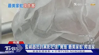 監視器拍到黑影吐信! 竟是「最美家蛇」爬進家｜TVBS新聞 @TVBSNEWS01
