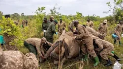 Ouganda : retour des rhinocéros dans la vallée de Kidepo après 43 ans