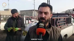 سەدان هاووڵاتی لەرێگەی فرۆشتنی گیا بەهارییەكانەوە داهات وەدەست دەخەن