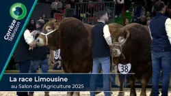 La Limousine au Salon de l'Agriculture 2025