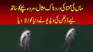 Grieving mother dolphin carries her dead calf for days