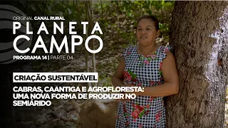 Goats, Caatinga, and agroforestry transform production in the semiarid region | Planeta Campo - e...