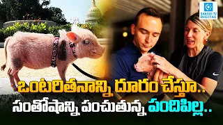 Therapy pig Synergy Story And Lifstyle : Tiny Pig Brings Joy To Homeless | Sakshi Tv Digital