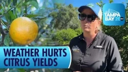 Extreme Weather Cuts Polk County Farm's Citrus Yield by About 50%