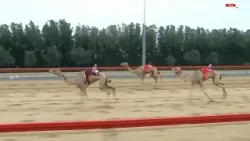 الشوط الرئيسي الثالث (مسائي) | مهرجان المرموم التراثي لسباقات الهجن | 31-03-2026