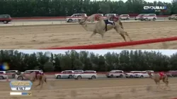 الأصايل | مهرجان المرموم التراثي - اليوم السابع