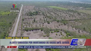 Alerta ganadera en Valle Arriba en Olanchito por mortandad de vacas ante sequía