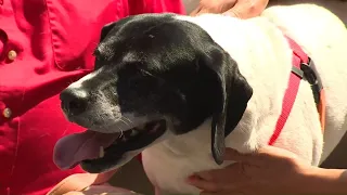 Pet on the Set: Angel