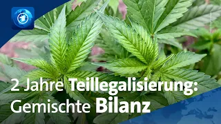 Der Cannabis-Boom in Deutschland: Fluch oder Segen?