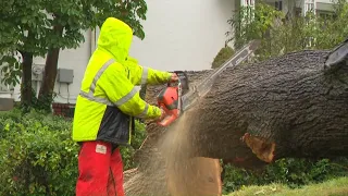 Nor'easter aftermath in Connecticut keeps tree cleanup crews busy
