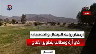 شبوة  |  أَرة تتوسع في زراعة البرتقال والحمضيات .. ومطالبات بدعم المزارعين
