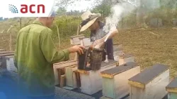 Nuevo centro de cria de abejas en Cienfuegos