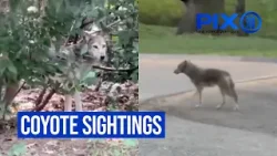 Coyote sightings, attacks in New York, New Jersey | City Animals