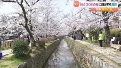 京都「哲学の道」約400本の桜が見ごろ きょう29日は5月上旬並みの暖かさ 多くの観光客らで賑わう(2026年3月29日) 京都「哲学の道」約400本の桜が見ごろ きょう29日は5月上旬並みの暖かさ 多くの観光客らで賑わう(2026年3月29日)