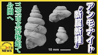 道北で発見された「異常巻き」アンモナイト化石が"新属新種"　三笠市立博物館で公開へ