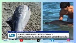 Puerto Pirámides : rescataron y devolvieron al mar a un delfín común varado