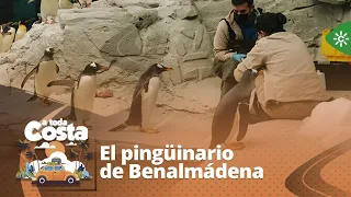 A toda costa | El único pingüinario cubierto de Andalucía sorprende a los visitantes de Benalmádena