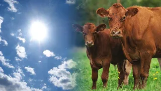 Livestock dying and milk production collapses due to 40-degree temperatures in León