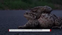 Operation Bufo Bufo starts early: fundraising to purchase mobile barriers