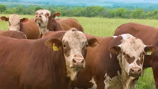 Canal Rural 30 Years | Animal Welfare