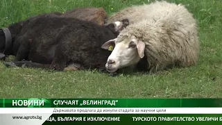 СЛУЧАЯТ „ВЕЛИНГРАД“: Държавата предлага да изкупи стадата за научни цели