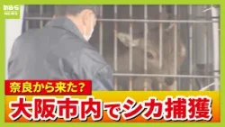 【捕獲の瞬間】大阪府警の施設に入り込んだシカを捕獲　大阪市内で目撃相次ぐシカか　奈良公園から来た可能性も（2026年3月25日）