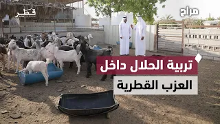 Livestock Diversity in Qatari Farms: Secrets of Breeding, Nutrition, and Hybridization to Boost P...