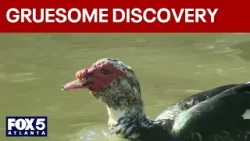 В озере Авондейл обнаружены мешки с обезглавленными птицами | FOX 5 News