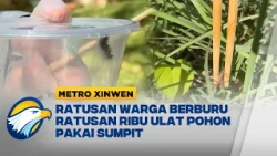 Metro Xinwen - Ratusan Pengunjung Margasatwa Beijing Berburu Ratusan Ribu Hama Ulat Pakai Sumpit