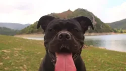 Roma, aumentano i casi di cani e gatti avvelenati in zona Garbatella