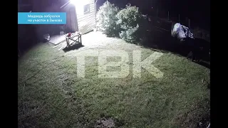Медведь забрался на участок в Зыково