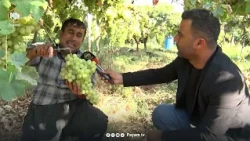 گرنگی نەدان بە بەرهەمی ناوخۆ جووتیارانی هەڵەبجەی نیگەران كردووە