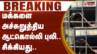 #Breaking : மக்களை அச்சுறுத்திய ஆட்கொல்லி புலி.. சிக்கியது..