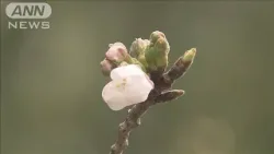東京の桜 午後にも… 過去10年で最遅の開花か　あすにかけて全国的に春の嵐(2024年3月28日)