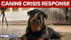 Crisis response dogs bring comfort to communities after tragedy
