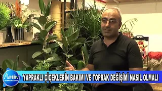 YAPRAKLI ÇİÇEKLERİN BAKIMI VE TOPRAK DEĞİŞİMİ NASIL OLMALI