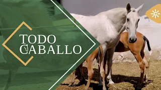 TodoCaballo | The heartwarming story of two orphaned foals in search of a family