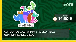 California Condor and Golden Eagle: Guardians of the Sky | Zacango Animal | 07-09-2026