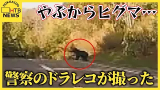 やぶから突然現れたヒグマ… 警察車両のドライブレコーダーがとらえた　北海道新得町