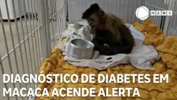 Caso de diabetes em macaca acende alerta no Brasil