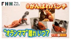 「なんてかわいいの」パンチくんに変化？カギは「毛づくろい」母親代わりのぬいぐるみ「オランママ」誕生の裏側（2026年02月28日）