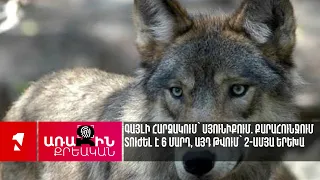 Գայլի հարձակում՝ Սյունիքում. Քարահունջում տուժել է 6 մարդ, այդ թվում՝ 2-ամյա երեխա