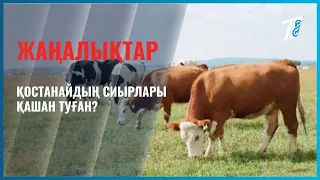 When were the Kostanay cows born?