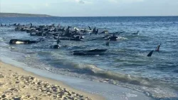 Dramatische Rettung: 160 Grindwale vor Australischer Küste gestrandet